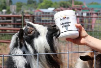 Ammonium Chloride for Goats